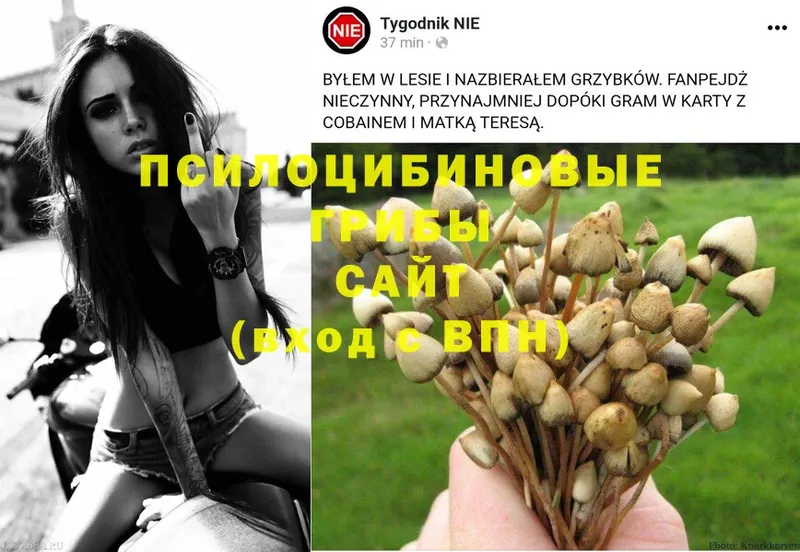 Псилоцибиновые грибы Psilocybine cubensis  Нефтекамск 