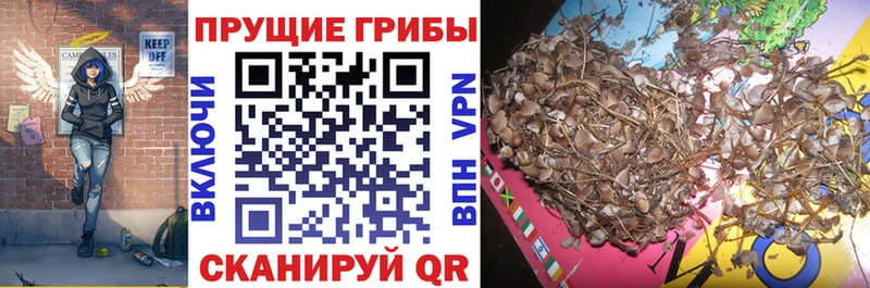 Галлюциногенные грибы Cubensis  купить  сайты  Нефтекамск 